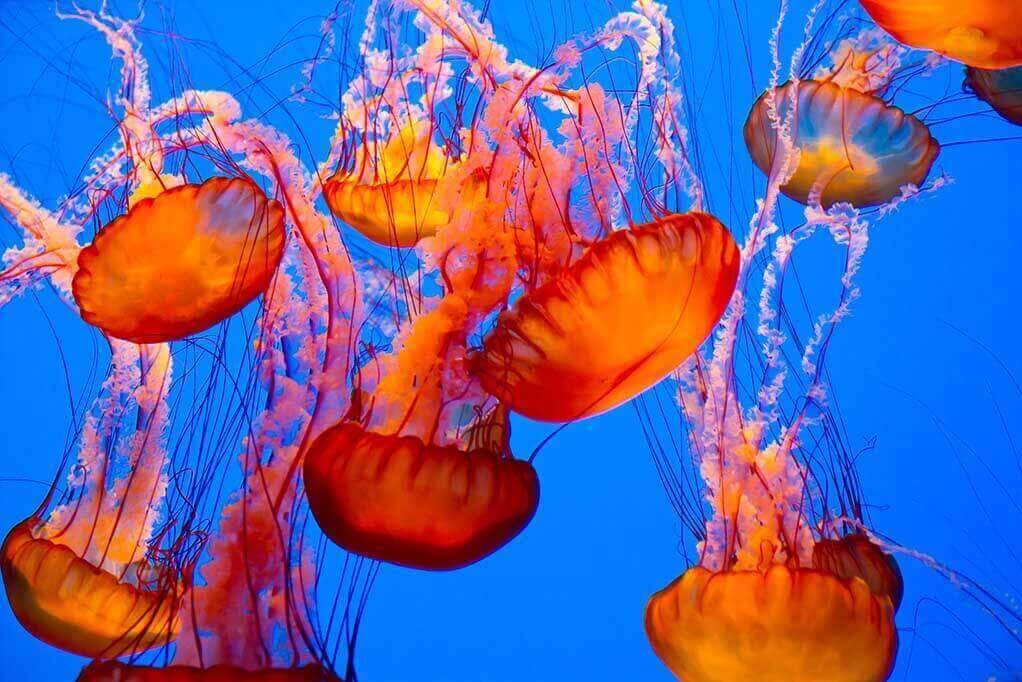 Jellyfish Mucus Might Help Clean Our Seas of Microplastics