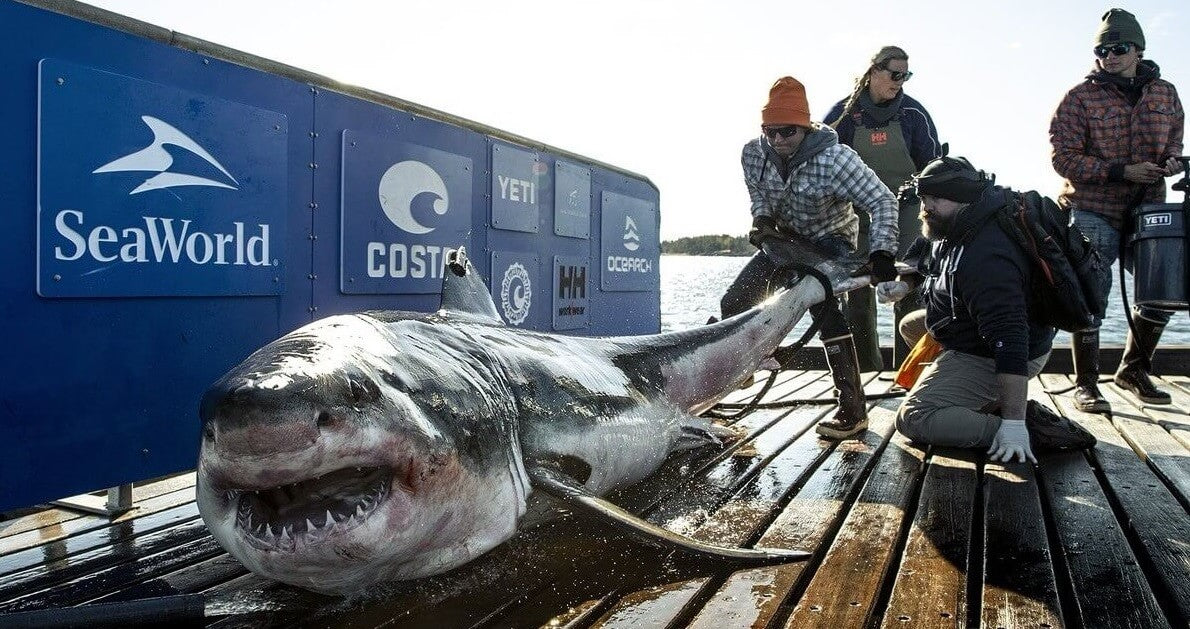 Massive Great White Sharks Swarming Off the Carolina Coast