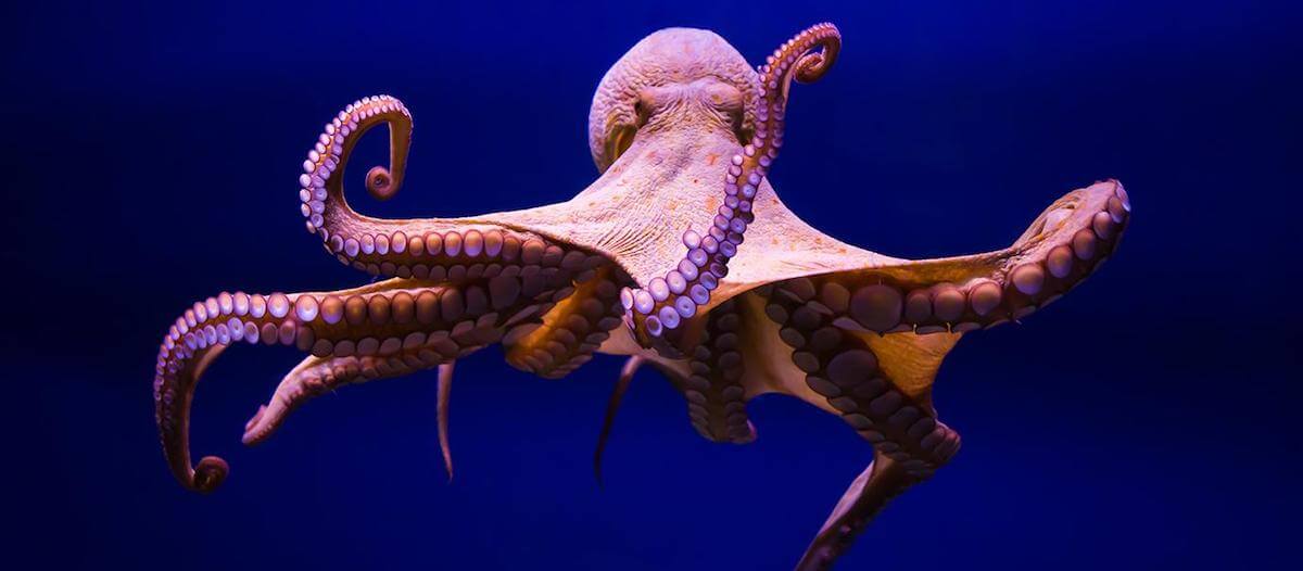Octopus Changes Colors While Possibly Dreaming