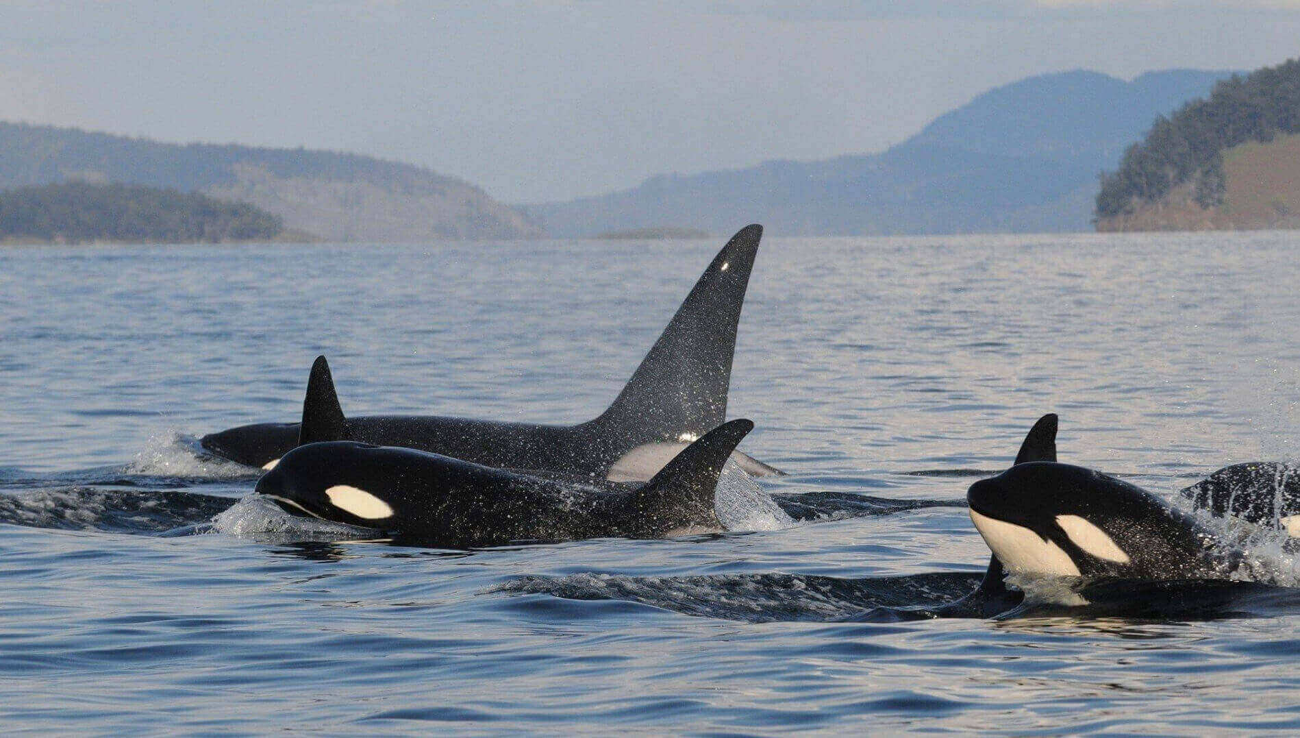 Orca Grandmothers Help Boost the Survival of Their Grandcalves