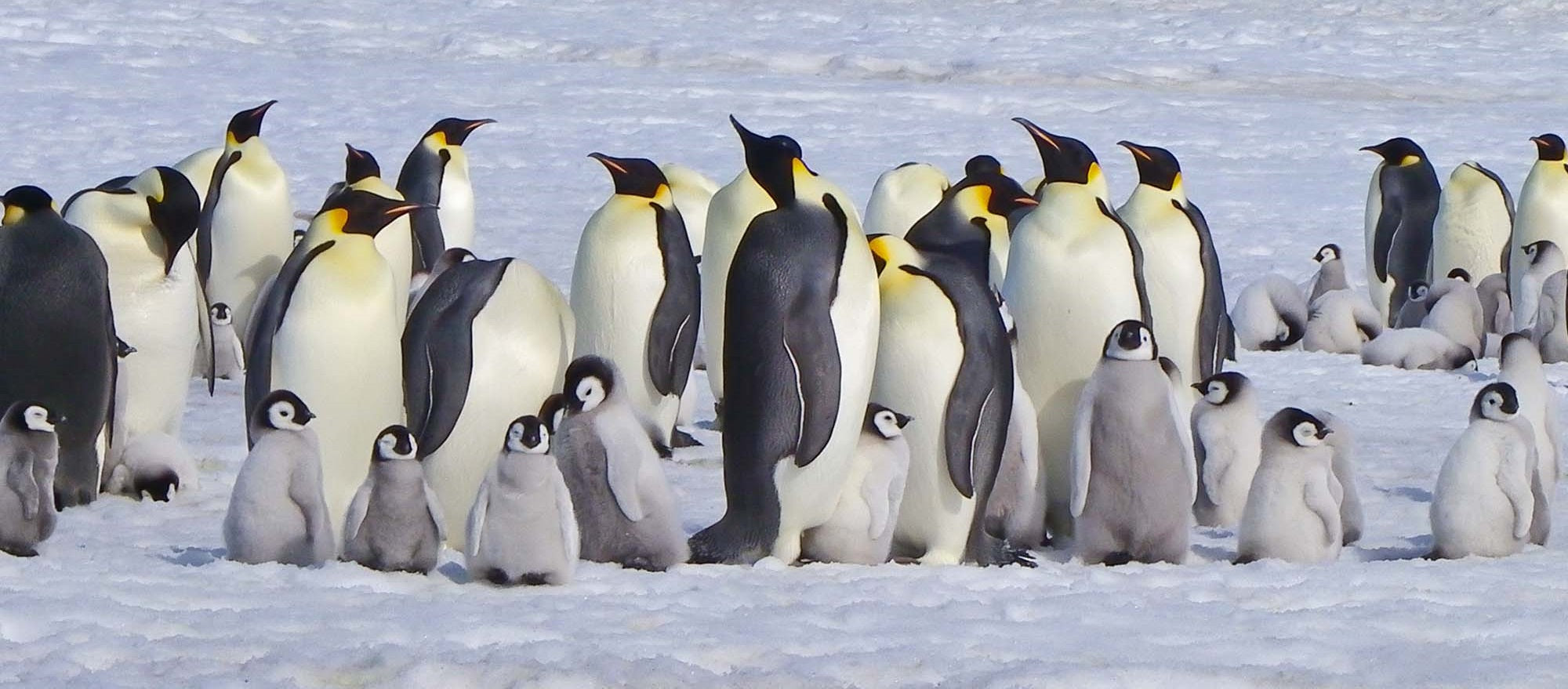 Thousands of Emperor Penguin Chicks Have Been Wiped Out