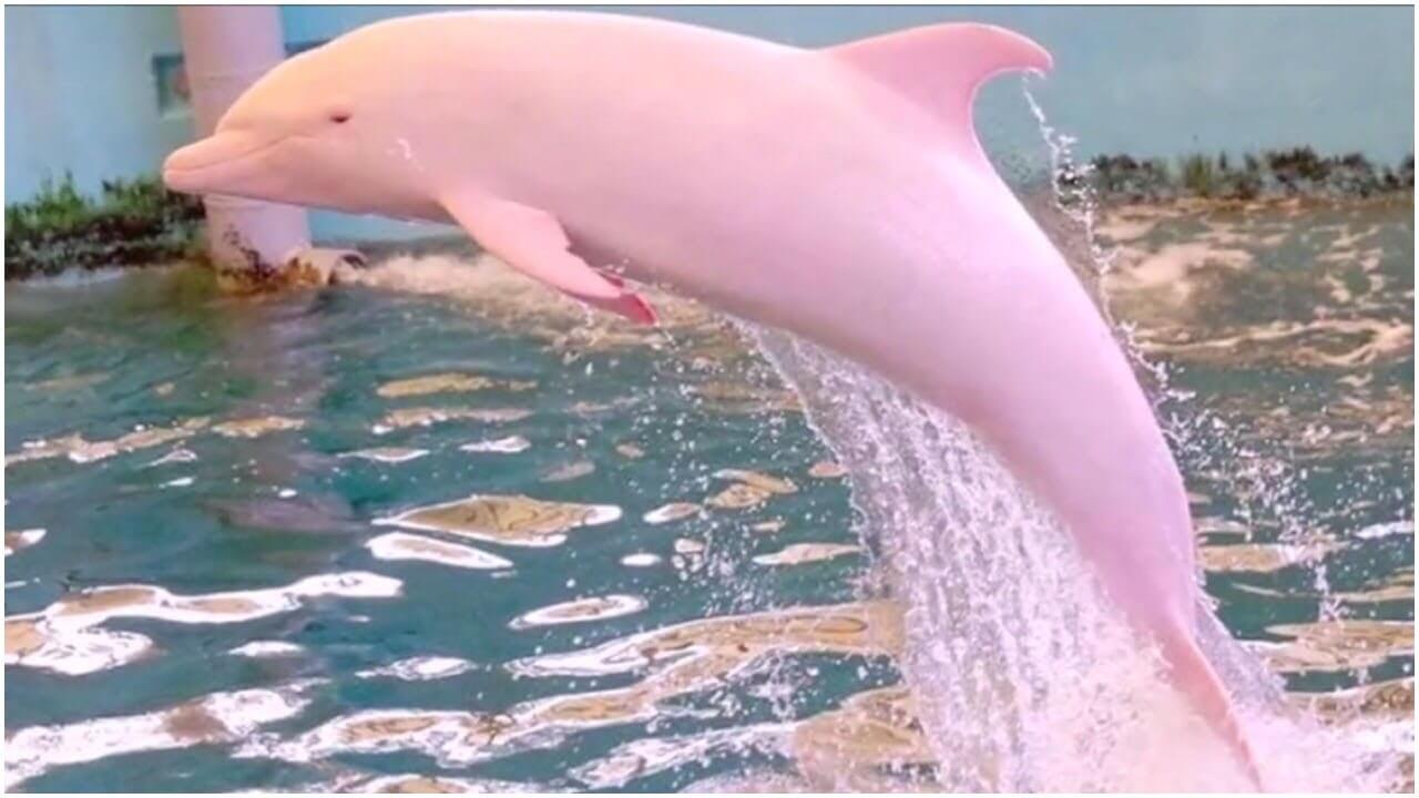 Nearly Extinct Rare Dolphin Gives Birth To Pink Calf