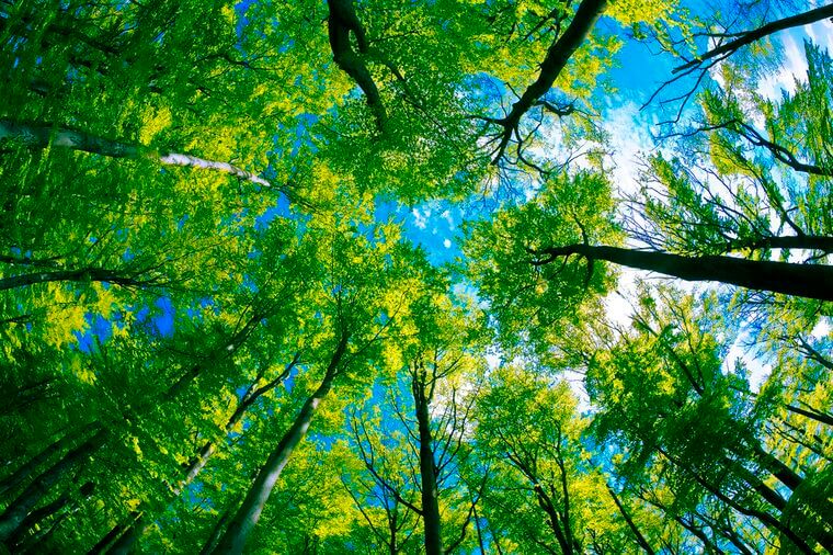 How Planting Trees Can Help Save Our Planet