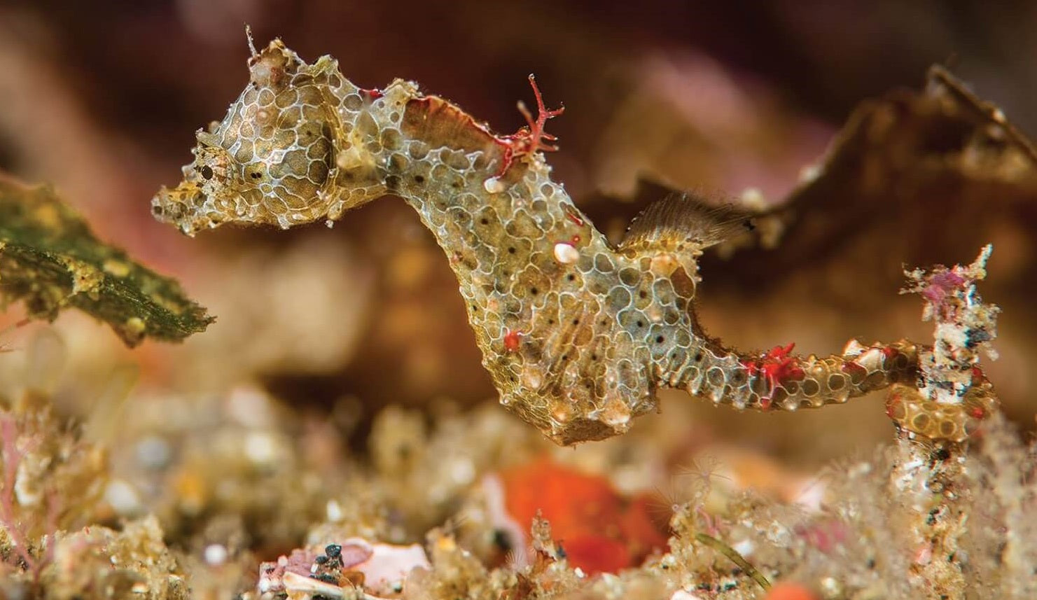 Newly Discovered Seahorse That's the Size of a Grain of Rice
